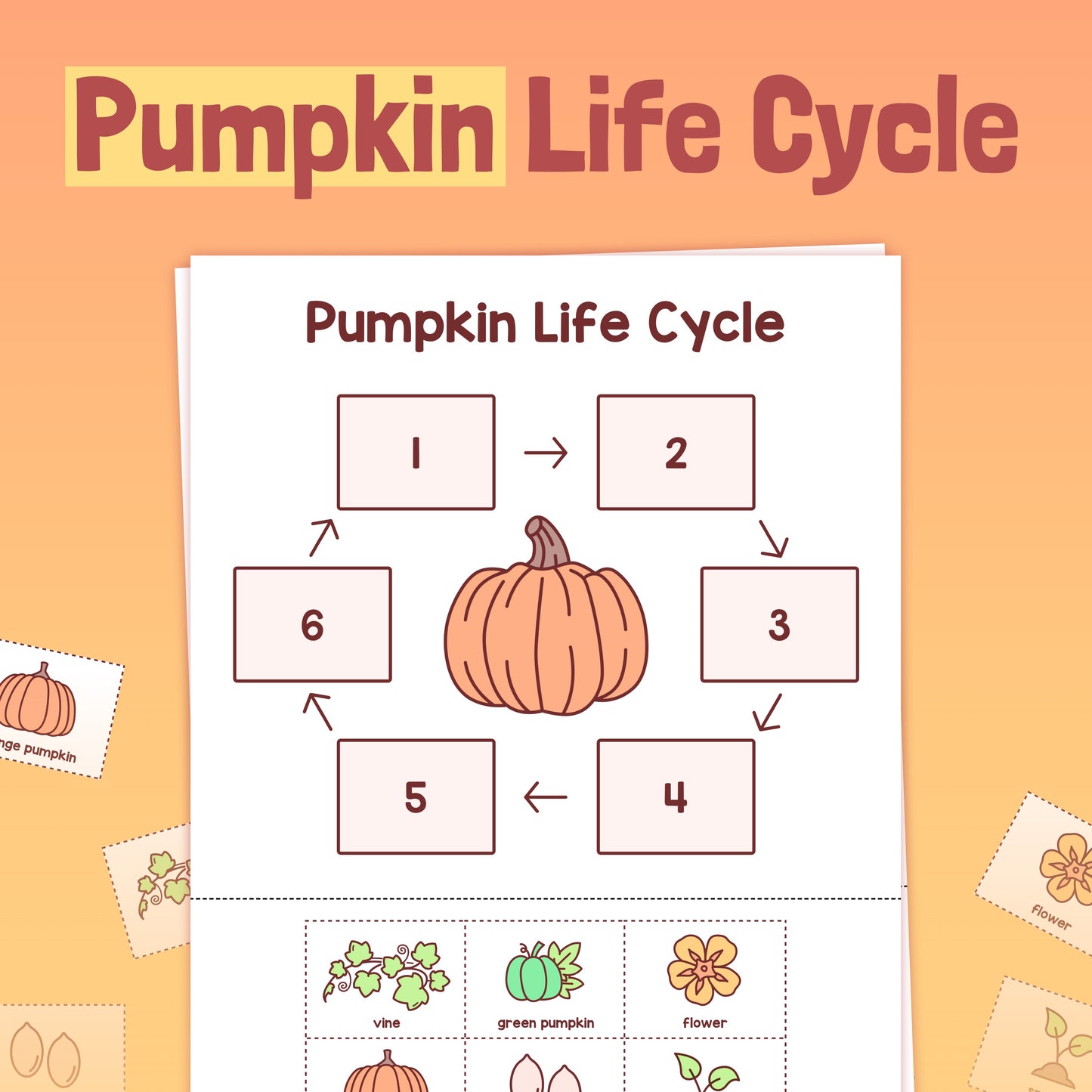 A diagram showing the stages of a pumpkin's life cycle with labeled images.