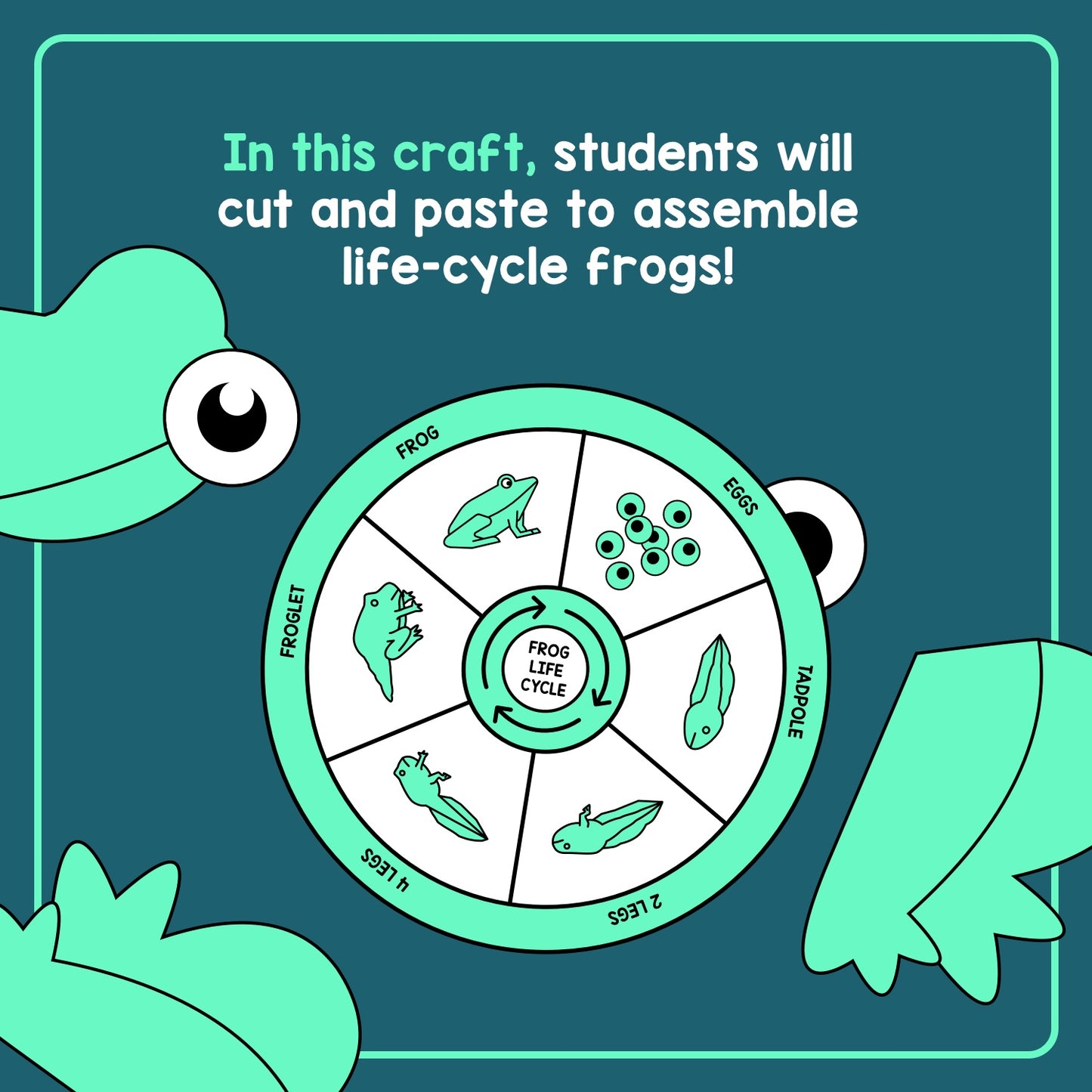 Printable frog life cycle activity