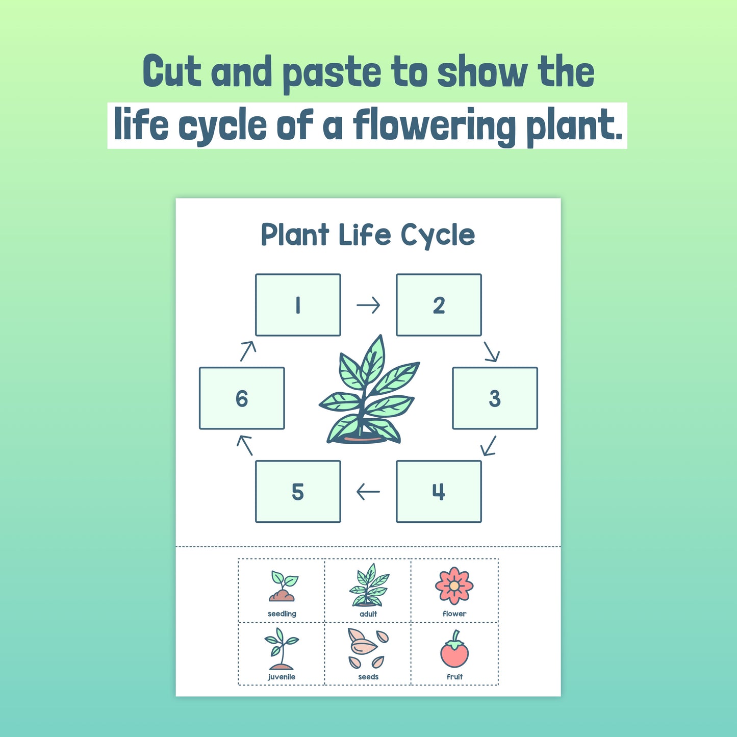 Diagram of a plant life cycle showing stages from seedling to fruit.