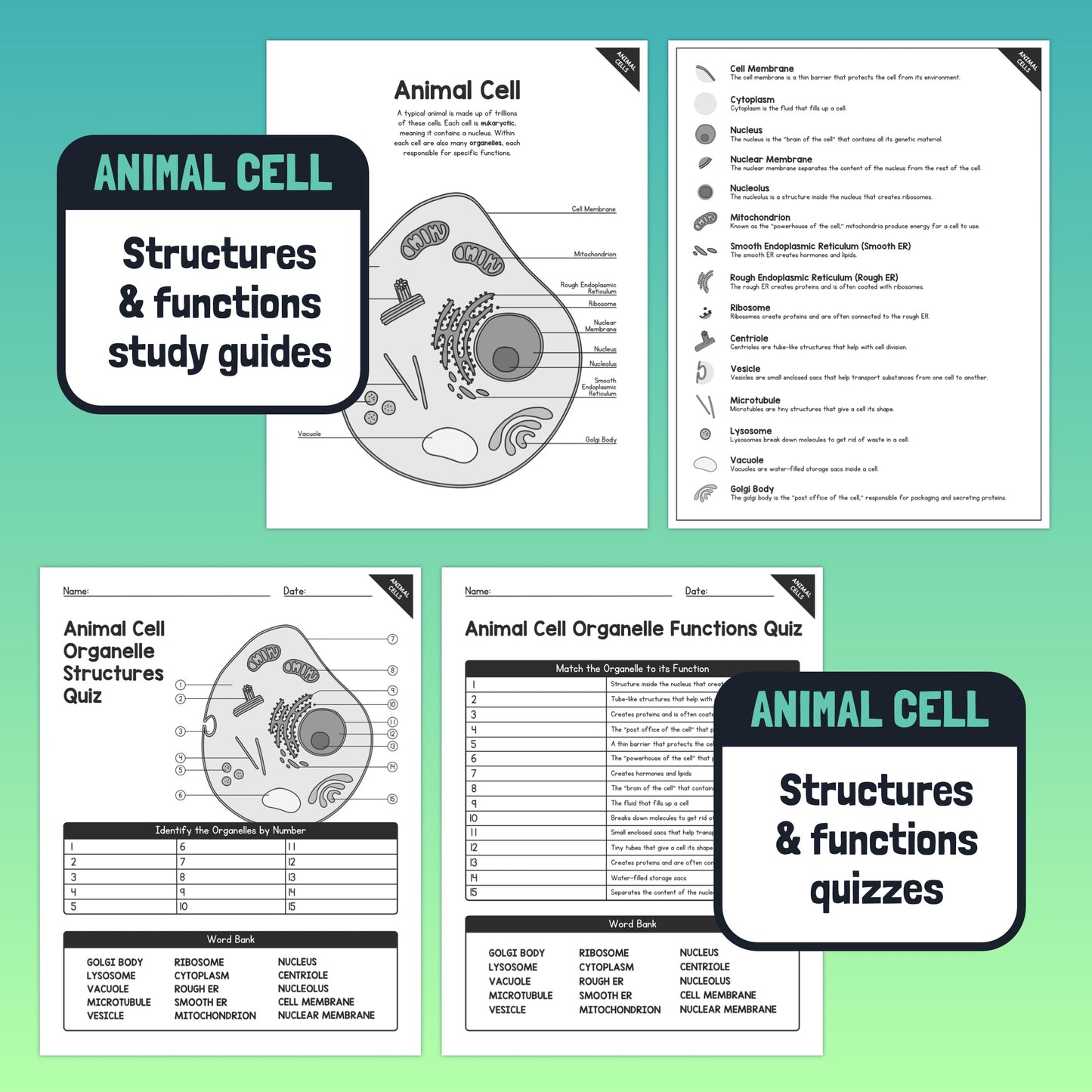 Organelle structures and functions unit