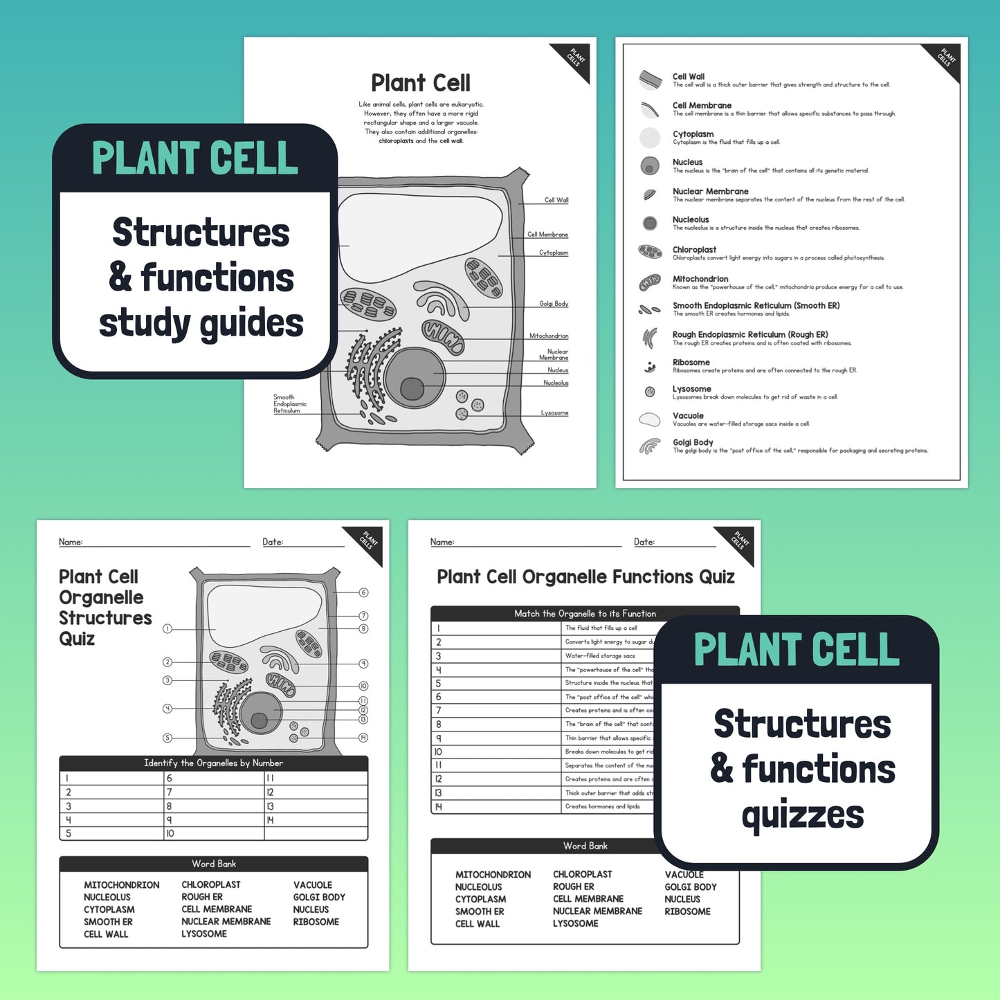 Planet cell organelle structures and functions