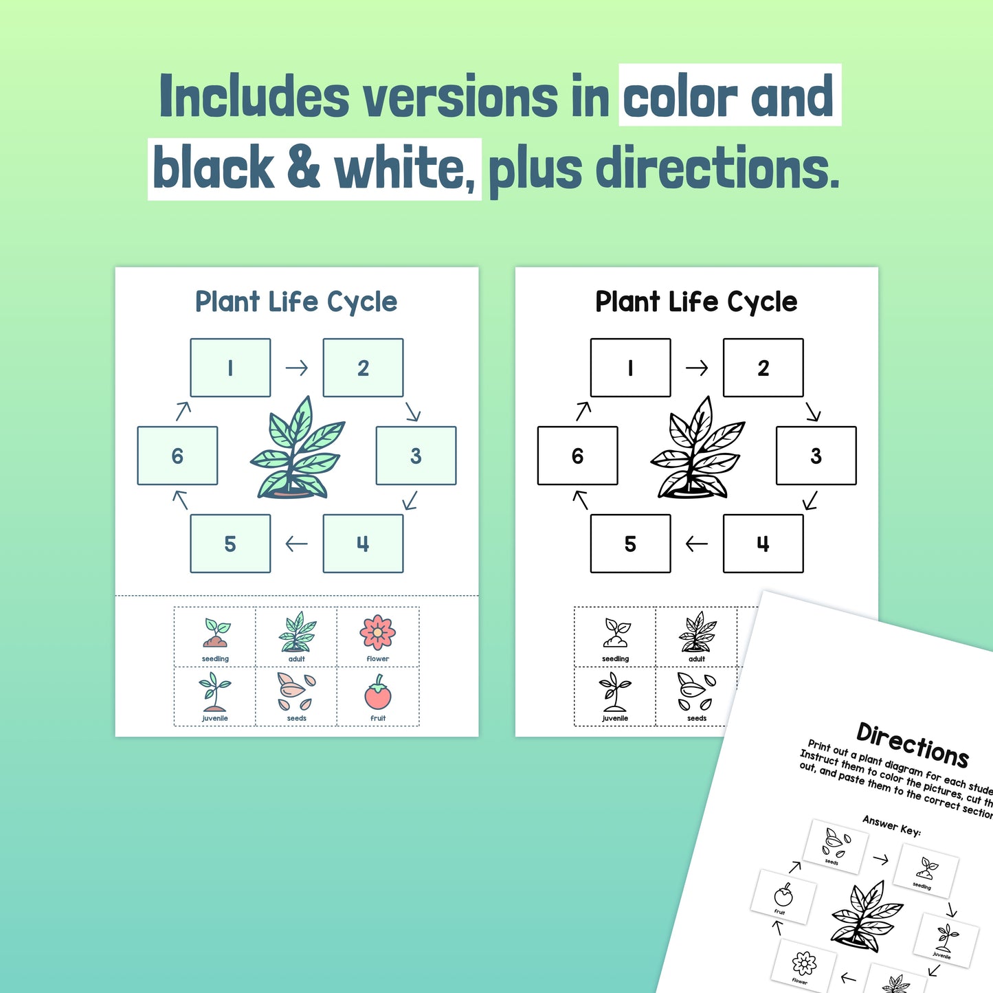 Plant life cycle worksheet with both color and black & white versions and instructions.