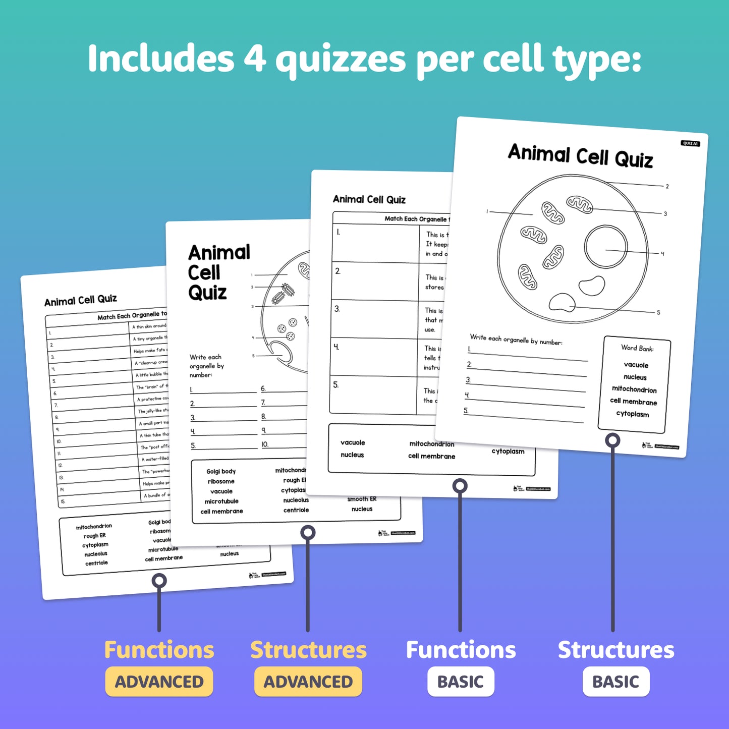 Four worksheets comparing animal and plant cell structure and function.