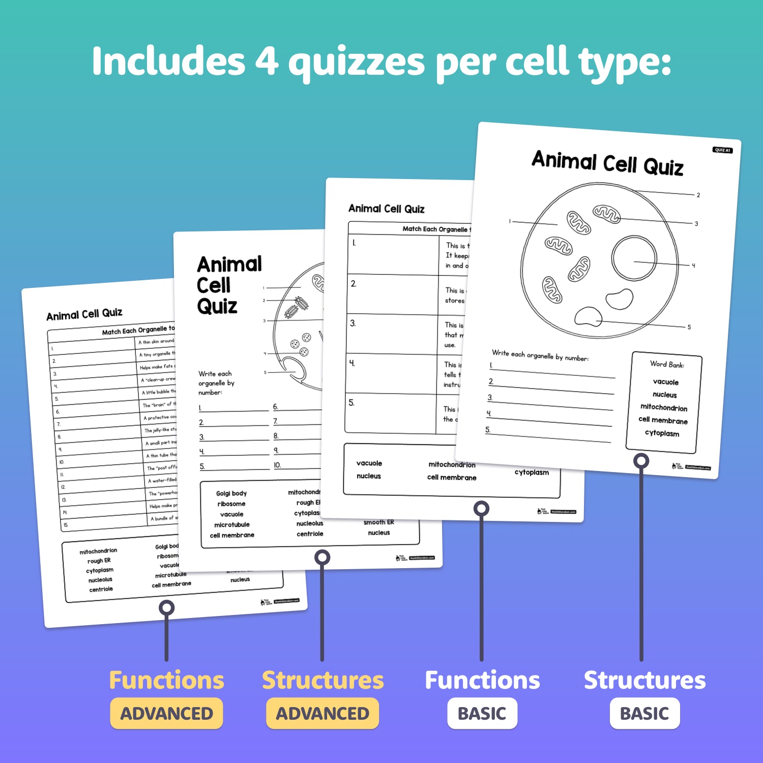 Four worksheets comparing animal and plant cell structure and function.