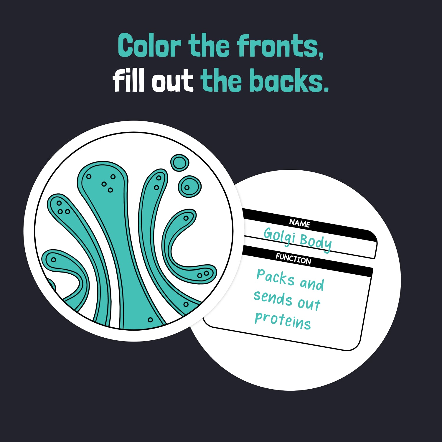 Two cards: one depicts a Golgi body, the other explains its function.