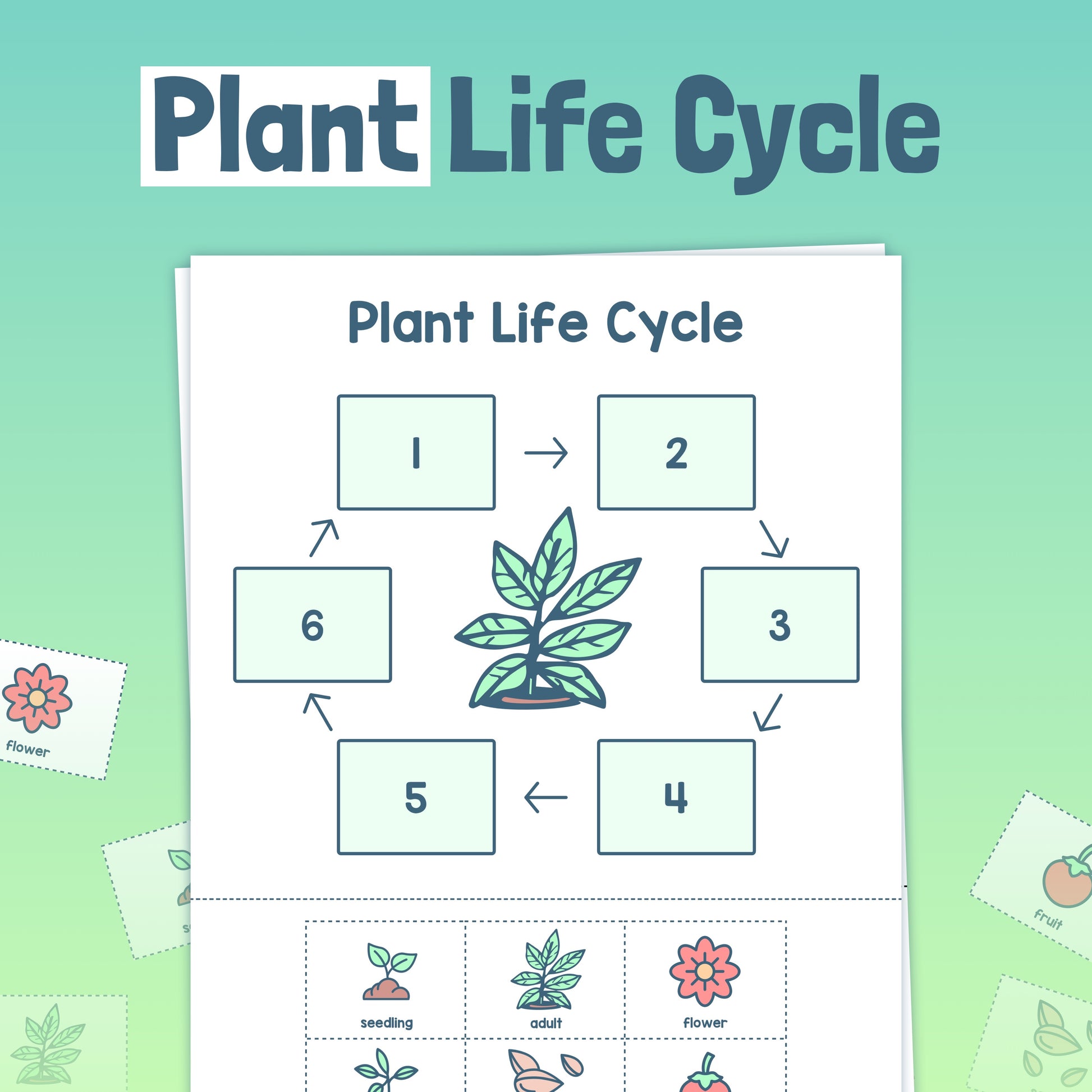life cycle of a seed plant worksheet Plant Life Cycle Worksheet – That Little Robot